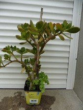 CRASSULA OVATA,ou ARBRE DE