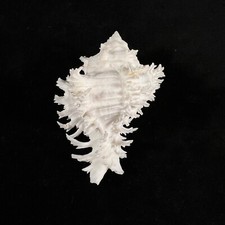 Hexaplex cichoreum, Philippines, 78,3mm, F++, HIGH QUALITY! ALBINISTIC FORM!