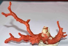  MEDITERRANEAN RED CORAL - BRANCH - 108/71mm - 19gr