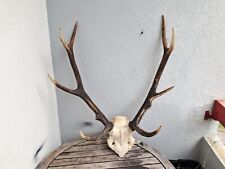 Massacre de cerf élaphe 