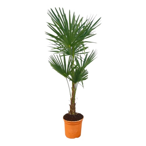 Trachycarpus fortuneii palmier - fortuneii,