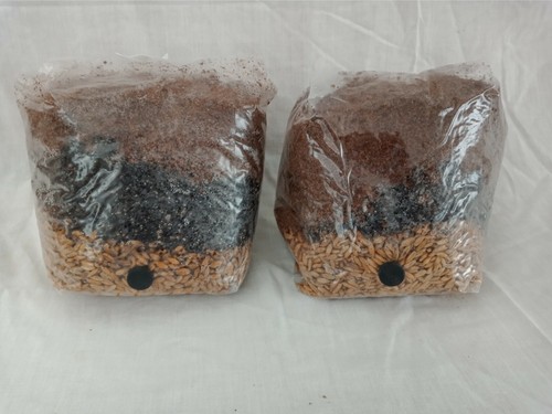 All one mushroom - mushroom, grow