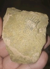 incomplete trilobite within
