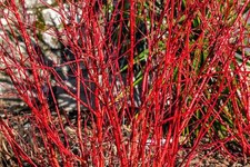 20 RED TWIG DOGWOOD American