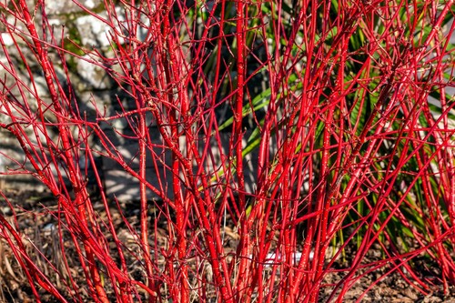 Red twig dogwood american - red,