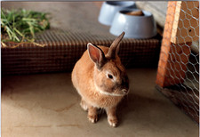 1980s Found Photo - Close Up Shot of A Pretty Little Bunny Rabbit Outside A Cage