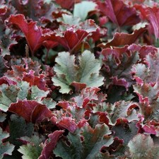 Heuchera 'Purple Petticoats' - Heuchère vert et pourpre