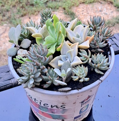 Plantes grasses diverses - diverses, dans