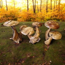 Champignon Bois de Teck Holzpilz Décoration Jardin Nature Automne Déco Sculpté
