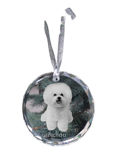 Bichon frise gelockter - frise,,