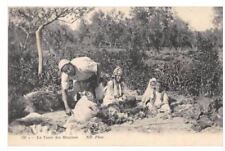 Old postcard ALGERIA LA TONTE DES MOUTONS