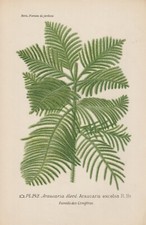 Norfolk Araucaria (Araucaria