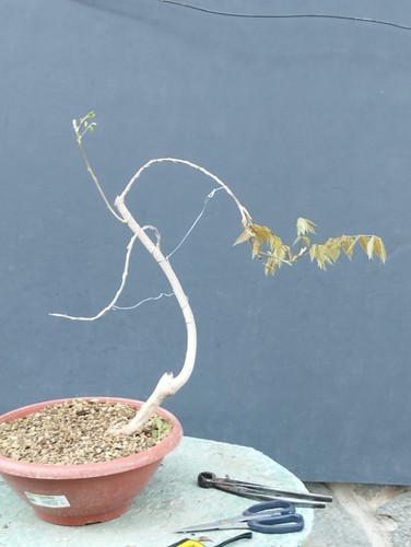 Bonsaï glycine cm en - bonsaï,