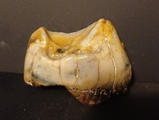 Dent Deinotherium Miocène Faluns De Touraine 69mm 33v11 Fossile 