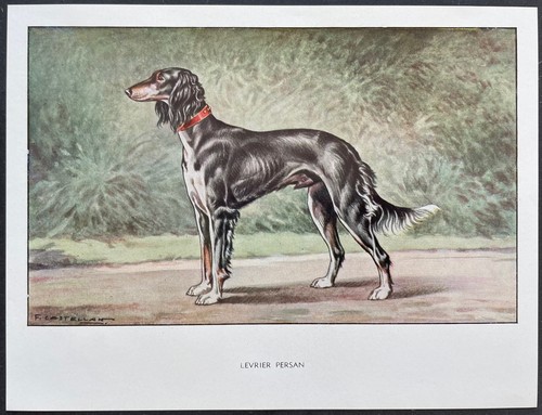 Lévrier persan reproduction - lévrier,