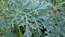 150 Graines De Artemisia