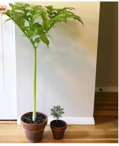 Amorphophallus albus 1 bulbe - amorphophallus,