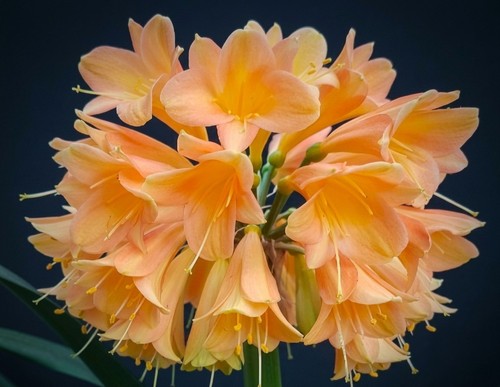 Clivia interspecific happy - interspecific,