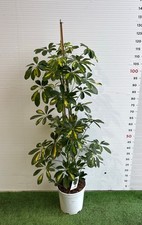 PLANTE DE SCHEFFLERA OU PLANTE