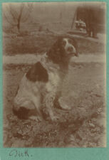 Portrait d'un épagneul