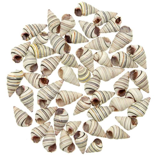 Coquillages liguus virgineus - ,