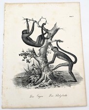 Lithographie singes : LE CAYOU