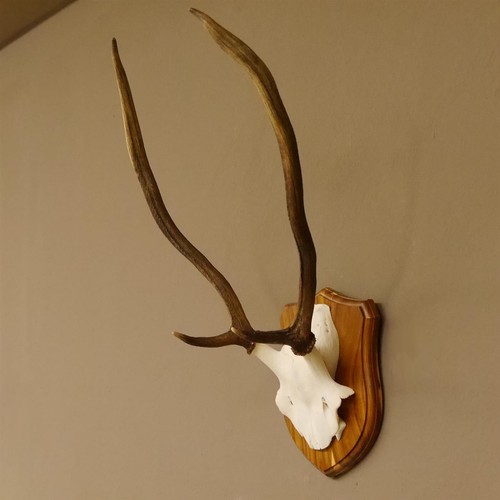 Cerf bois gabler - bois,