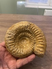 grande ammonite origine France dimension 12X10  cm