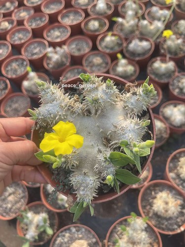 Raresucculent plant - raresucculent,