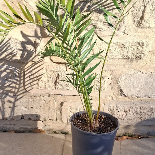 Encephalartos longifolius rare - longifolius,