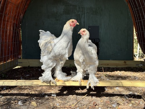 Isabel brahma hatching eggs - 6+,