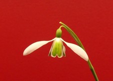 Galanthus "Alison Hilary" -