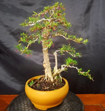 Bonsai tree || Phyllanthus myrtifolius || Cendrawasih Bonsai || Premna,ulmus m
