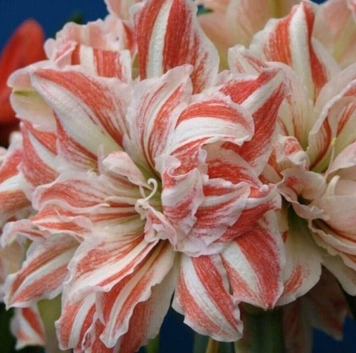 Jumbo amaryllis dancing queen - jumbo,