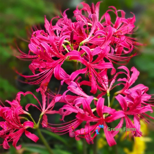 Bulb lycoris sprengeri - bulb,