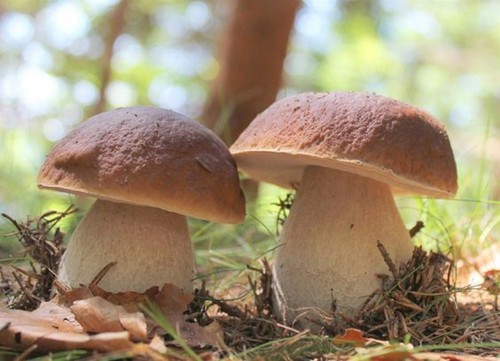 Mycélium cèpes kit de - mycélium,