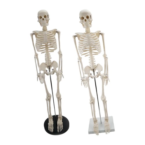 Modèle anatomie du - d'anatomie,