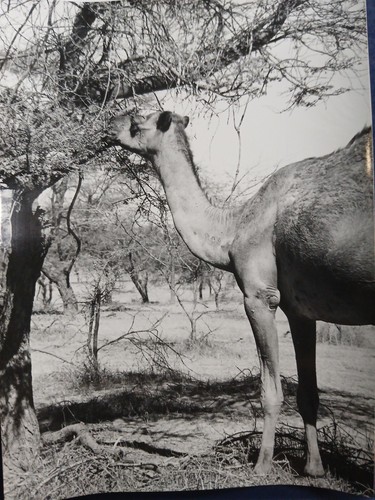 Sénégal 1970 lac guiers - sénégal,
