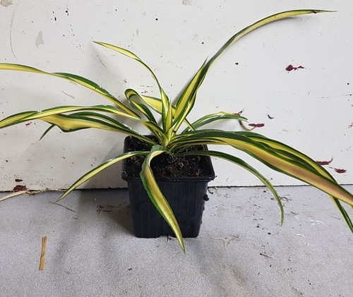 Yucca filamentosa color - yucca,