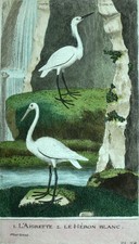 LE HÉRON GRANDE AIGRETTE