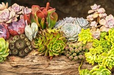 🔥 Lot 50 Plantes Grasses /