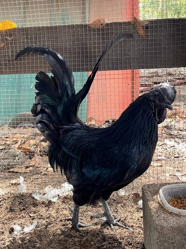 Ayam cemani hatching - ayam,