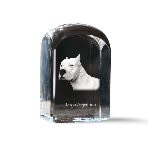 Dogue argentin cube - cube, en