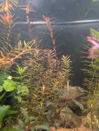 Rotala rotundifolia ra - rotala, h'ra