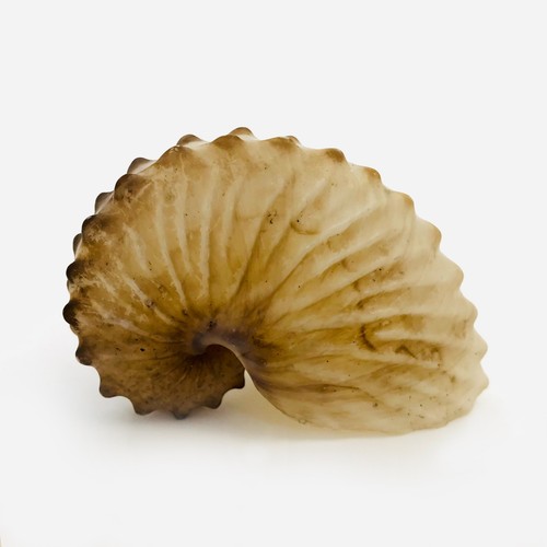 Argonauta hians cabinet - -,