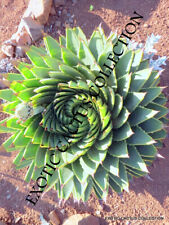ALOE POLYPHYLLA spiral succulent rare agave plant exotic seed 25 SEEDS