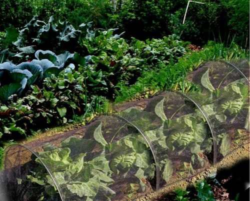 Flo tunnel culture plantes - tunnel,