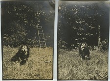 ANTIQUE PHOTO - VINTAGE SNAPSHOT - ANIMAL DOG PUPPY FUNNY GARDEN - DOG FUNNY