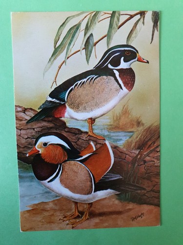 Carte postale canard - postale,