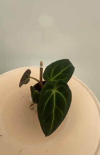Anthurium regale - ,